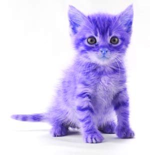 A purple kitten.