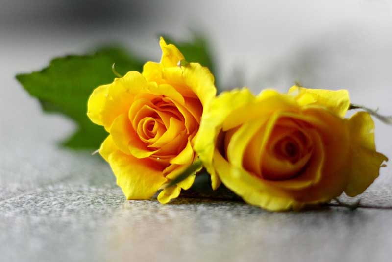 Yellow roses lying on the ground.